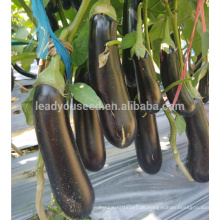 E19 Haifeng No.2 Frühreife f1 Hybrid schwarz lange Auberginen Samen mit grünem Kelchblatt